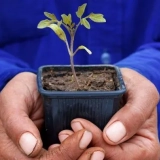5 Razlogov, zakaj sadike nočejo normalno rasti